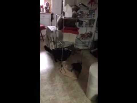 Lucky and Marcel playing