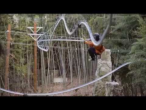 Blood Pumping Zip Line Roller Coaster