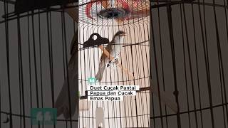 Download lagu Duet Maut Burung Endemik Papua, Cucak Pantai Papua VS Cucak Emas Papua Gacor Suara Tembus #cucakemas mp3