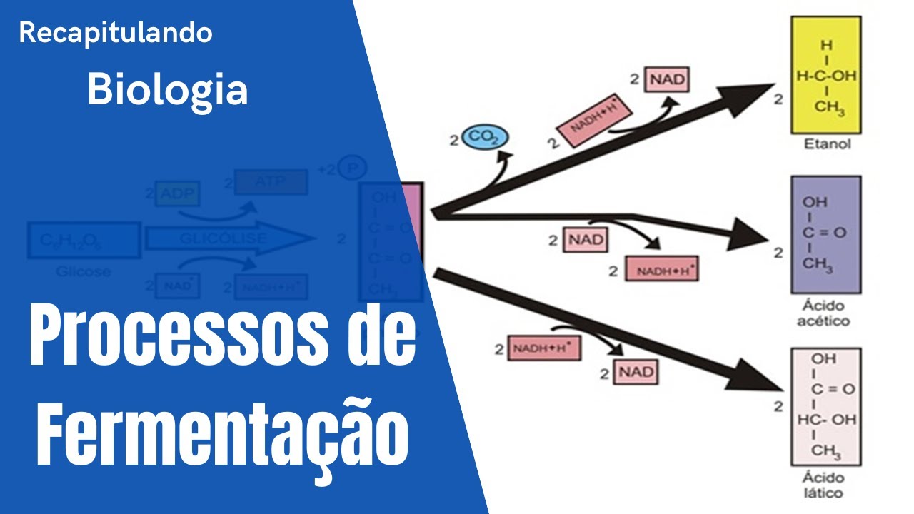 Processos de Fermentação
