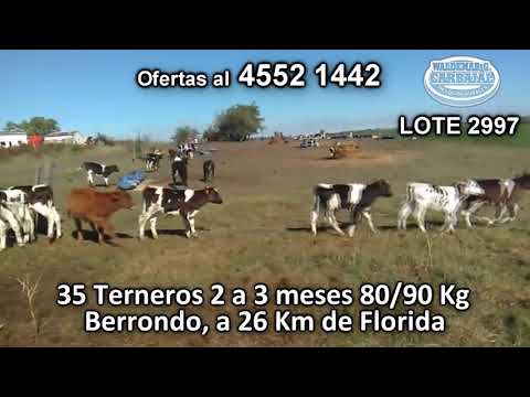 Lote 35 Terneros 29 HO - 5 KIWI - 1 JERSEY 80/90 Kgkg -  en Berrondo, a 26 Km de Florida