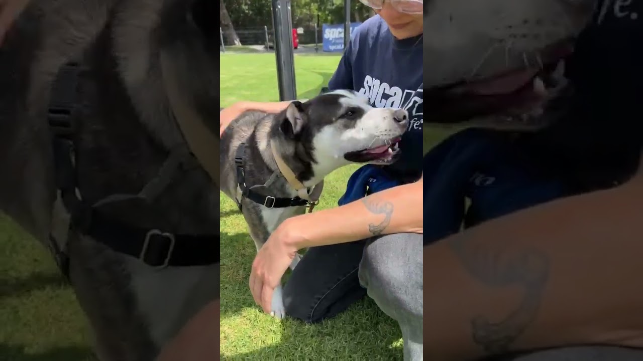 Declan, a Adoptable German Shepherd Dog in Long Beach, CA video 6/6