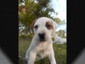 American Bulldog Bull Arab Xxx