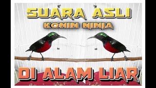 Download lagu Suara Asli Ngalas Konin Ninja di Alam Liar mp3 Download lagu Suara Asli Ngalas Konin Ninja di Alam Liar mp3