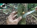Tutorial Sambung Samping Pohon Mangga