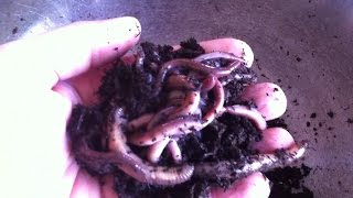 Raising Canadian Nightcrawlers at Home