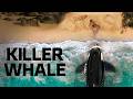 KILLER WHALE 2026 Movie Explained In Hindi Nature S Apex Predator Strikes Back