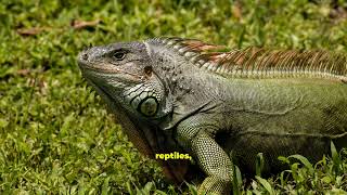 clasificación de los animales