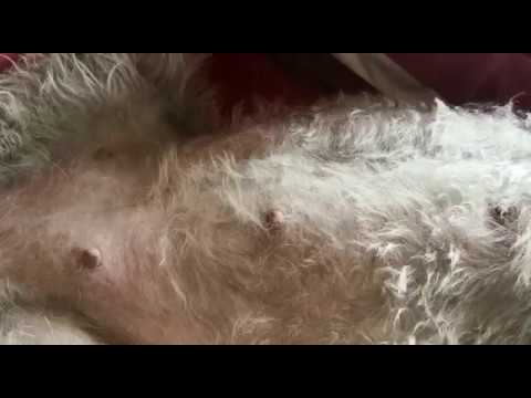 Welpengestrampel im Bauch bei Ilaria - Zuchtstätte cuore e mente