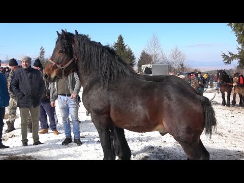 Prezentarea cailor la frumusete, Calatele Padure, Cluj 13 Martie 2022 Nou!!!