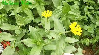 Download lagu Wow !! Ini Dia Taman Bunga Mini mp3