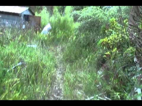 Honey BeeZ by GaiaVision