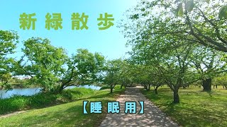 新緑散歩