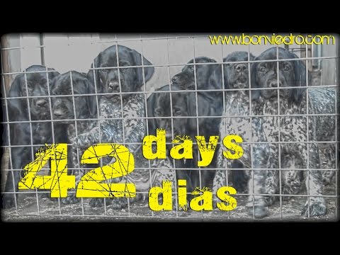 CACHORROS de BRACO ALEMAN con 42 DIAS | DEUTSCH KURZHAAR (GSP) PUPPIES 42 DAYS