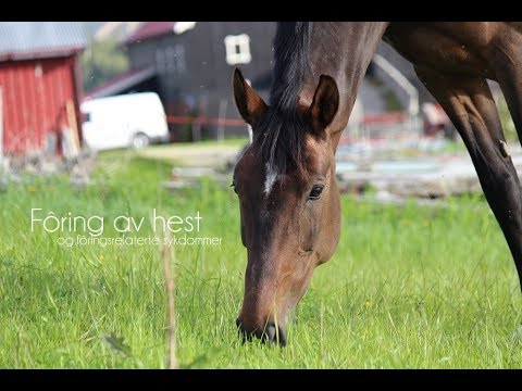 Fôring av hest