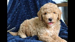Video preview image #1 Goldendoodle (Miniature) Puppy For Sale in PARADISE, PA, USA