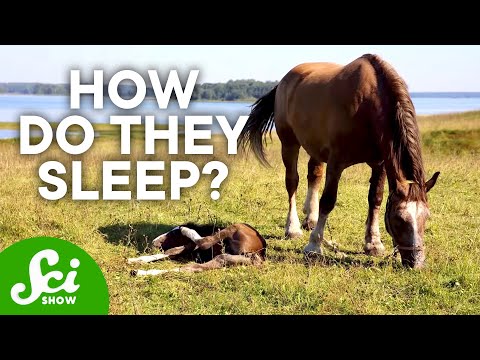 download lagu mp3 mp4 How Zebra Sleep, download mp3 How Zebra Sleep free downloadn, video klip How Zebra Sleep