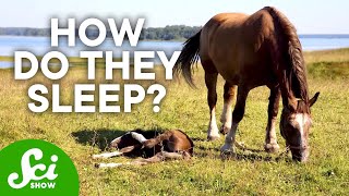 8 Strange Animal Sleeping Habits