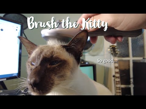 Brushing a Siamese Cat