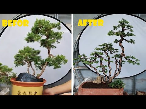 How to bend and prune great bonsai - A guide for beginners to bonsai #10