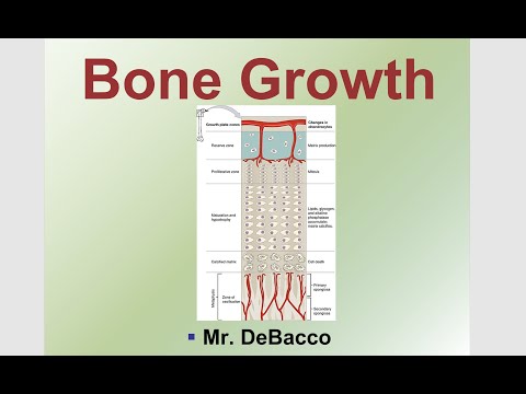 Bone Growth