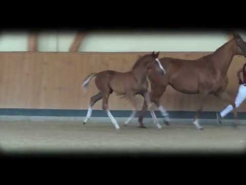 Hengstfohlen von Landskron