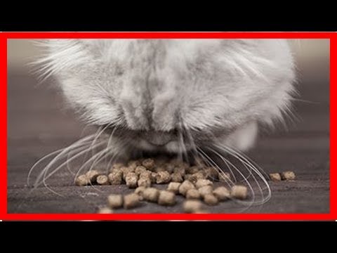 Why does my cat eat so much (polyphagia)?