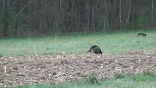 Opening Day Spring Gobbler 2012 - Boozer