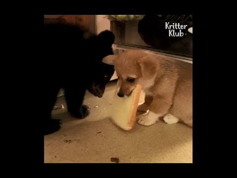 These Baby Animals Are The Cutest Troublemakers Ever! | Kritter Klub