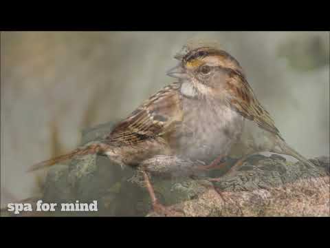 3 ore de sunet si cantece de vrabii, pasari ciripind in parc