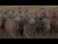 American Wool In High Demand