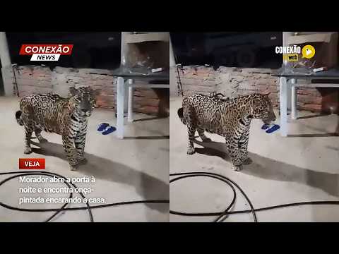 Vídeo: Morador abre a porta à noite e encontra onça-pintada encarando a casa.