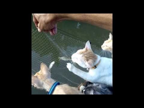 พฤติกรรมแมว