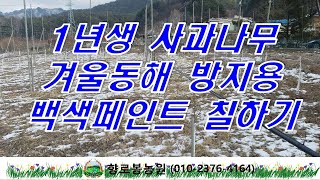 1년생 사과나무 겨울통해 방지용 백색 페인트 도포