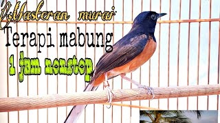Download lagu !!!MASTERAN TERAPI MURAI MABUNG DAN MACET BUNYI# mp3