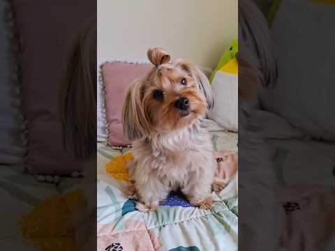 ¿Qué peinado te gustó más? 🎀 🐶 #dog #pets #puppy #perros #mascotas #peinados #yorkie #makiramona