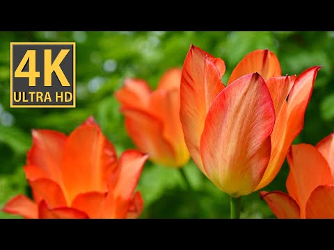 Captivating Tulips in Stunning 4K Macro Video