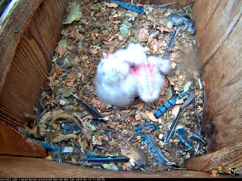 Female Barred Owl Hoots, Reveals Owlets During Brooding Break (edited) – April 12, 2019