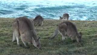 preview picture of video 'Kangaroos Eating at the Beach'