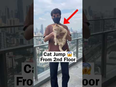 Cat Survive Jump From 2nd Floor 😱 | #cat