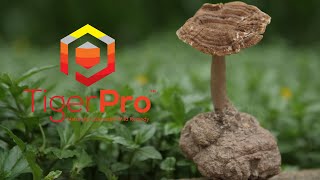 Unlocking TigerPro - Malaysia’s Tiger Milk Mushroom in Respiratory Health