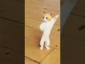 Bado Badi Akh Larhi Bado Badi Funny Cat Funny Dance Chahat Fateh Ali Khan Funny