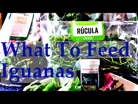 What To Feed Your Young Iguana