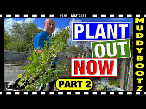 🌻236 🌻 PLANTING ONIONS FROM SEED 🌻 PLANTING PEAS IN RAISED BEDS 🌻