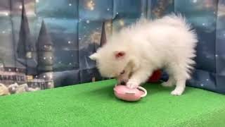 ポメラニアンの動画01