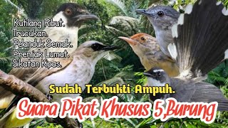 Download lagu SUARA PIKAT KUTILANG RIBUT. TRUCUKAN. PELANDUK SEMAK. PRENJAK LUMUT. SIKATAN KIPAS.. mp3 Download lagu SUARA PIKAT KUTILANG RIBUT. TRUCUKAN. PELANDUK SEMAK. PRENJAK LUMUT. SIKATAN KIPAS.. mp3