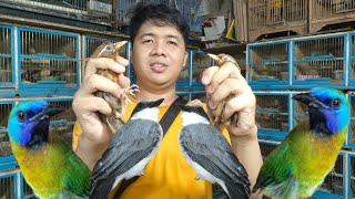 Download lagu SEPESIAL AKHIR TAHUN BURUNG INI PALING DI TUNGGU KICAU MANIA  mp3