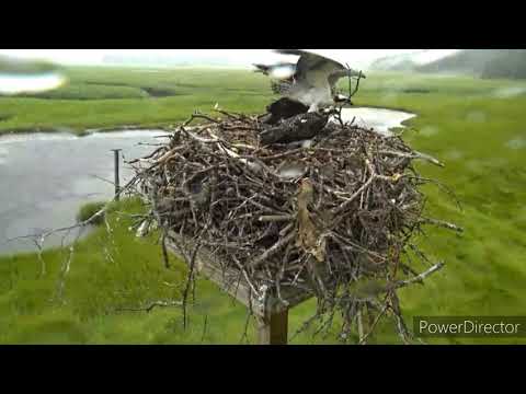 3 Young Osprey and 1 adult in nest during storm