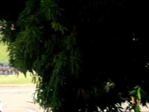 Tumulto No Clássico Paulista CorinthiansxPalmeiras 25/03/2012