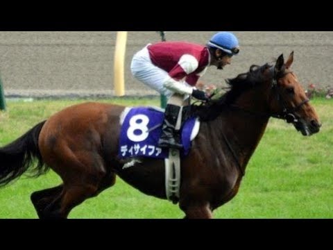 2015 Tenno Sho Autumn G1 - Lovely Day (朗日清天) - S.Hamanaka